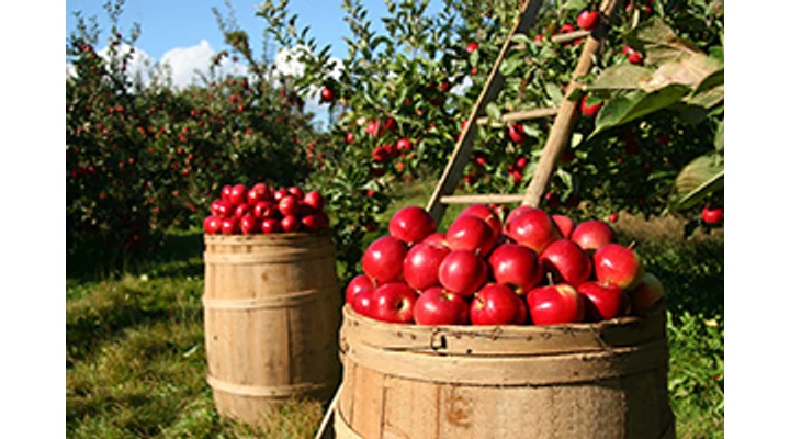 Gyümölcsfaültetési Tippek 