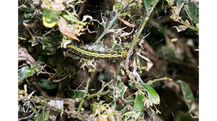 Megszűnik a Mospilan és gyomirtós gyeptrágya?