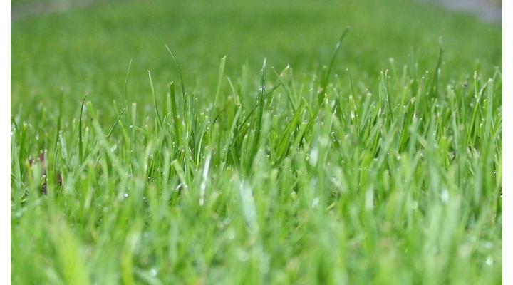 Sárgul a gyep nyáron? Így hozd vissza élénk zöld színét!