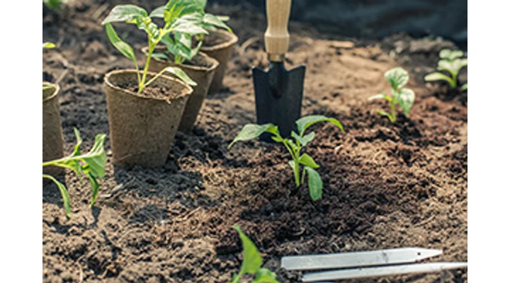 Palántázzunk, vagy szabadföldbe vessünk? 