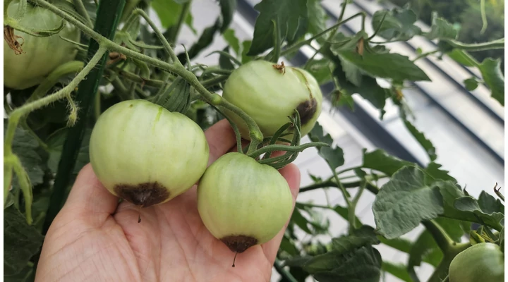 Mitől lesz foltos a paradicsom és a paprika?