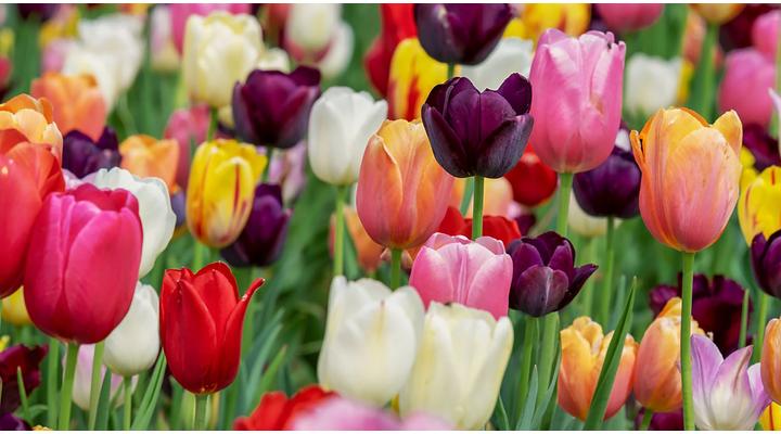 Mikor ültessük a tulipán virághagymát?