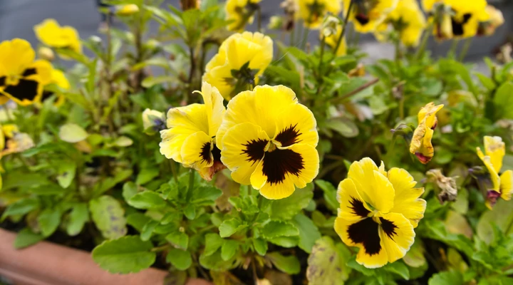 Őszi balkonláda - ezeket ne hagyd ki!