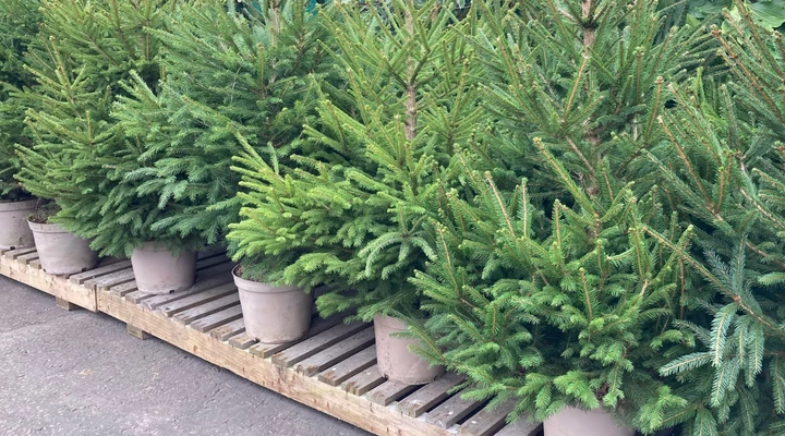 A földlabdás fenyő gondozásának titka