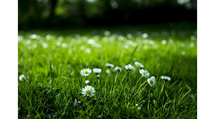 A gyomirtó segít a pázsit gondozásában