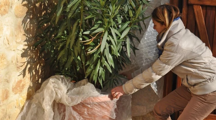 Ezekre figyelj, ha kint telelteted a leandert!