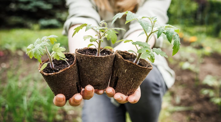 Palántázás otthon egyszerűen