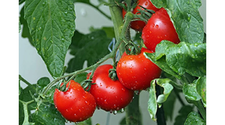 Nevelj paradicsomot cserépben!