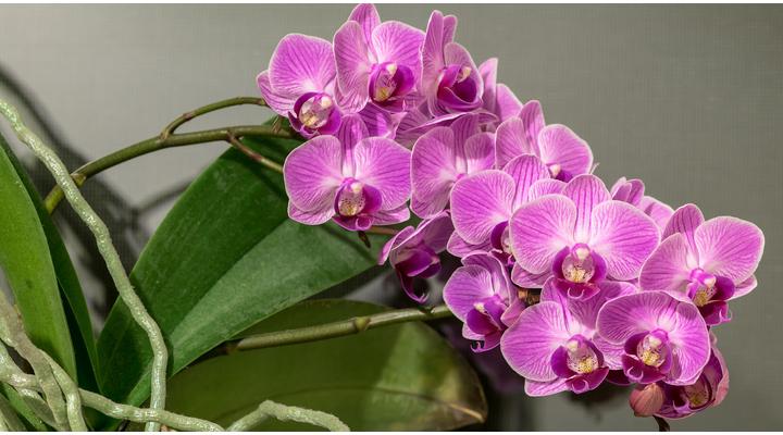 Az orchidea ápolása