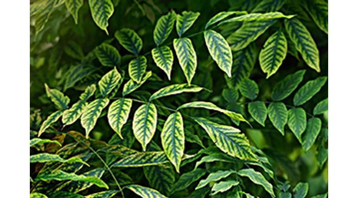 Vashiány ellen a nyári napokon