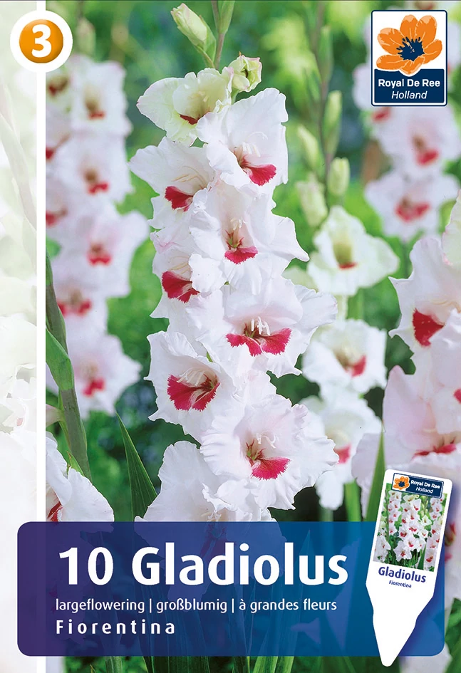 Gladiolus Fiorentina