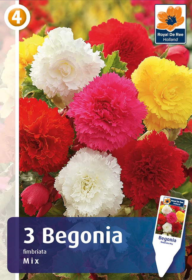 Szegfűvirágú Fimbriata MIX begónia gumó - De Ree