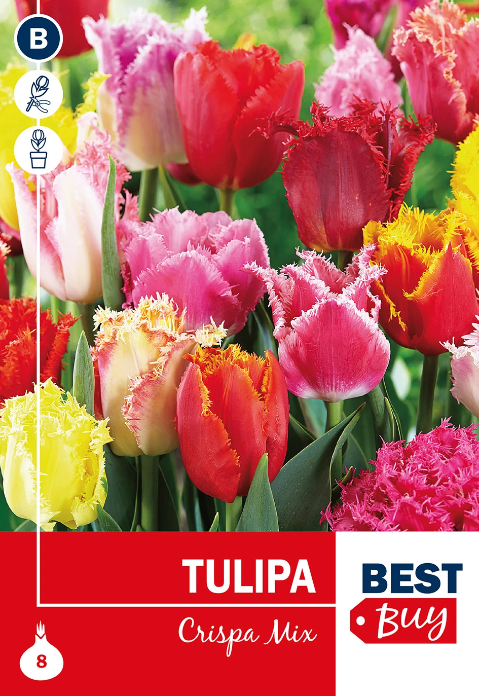 Tulipán Fringed Crispa mix - FODROS SZEGÉLY