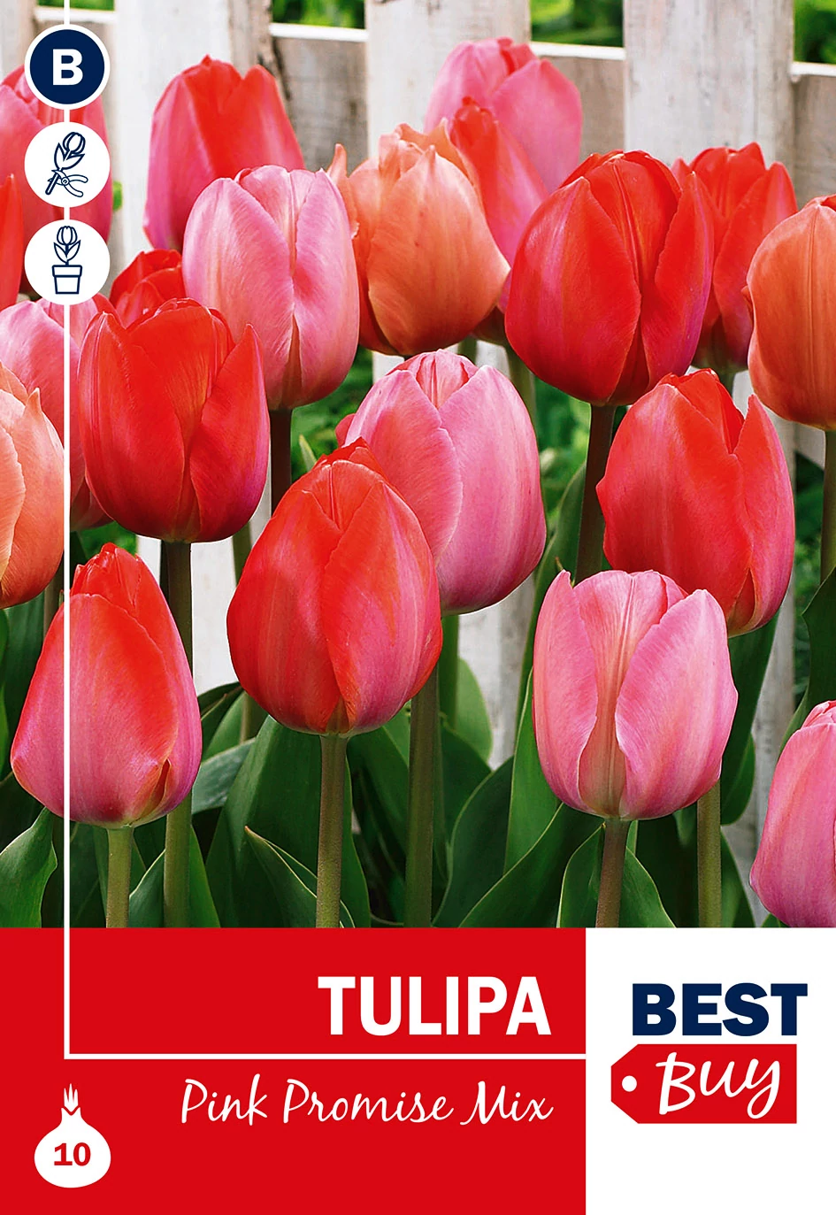 Tulipán Pink Promise mix - RÓZSASZÍN ÁRNYALATAI