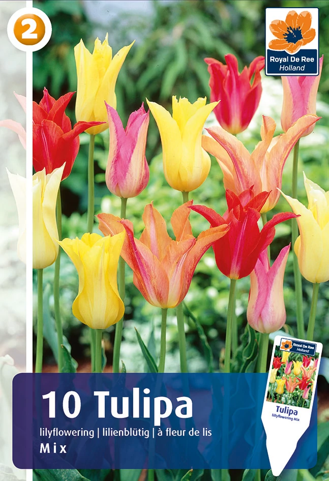 Tulipán Lilyflowering mix - LILIOMVIRÁGÚ