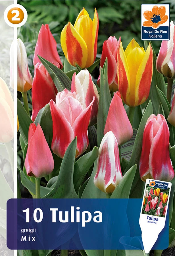 Tulipán Greigii Mix - alacsony színkeverék