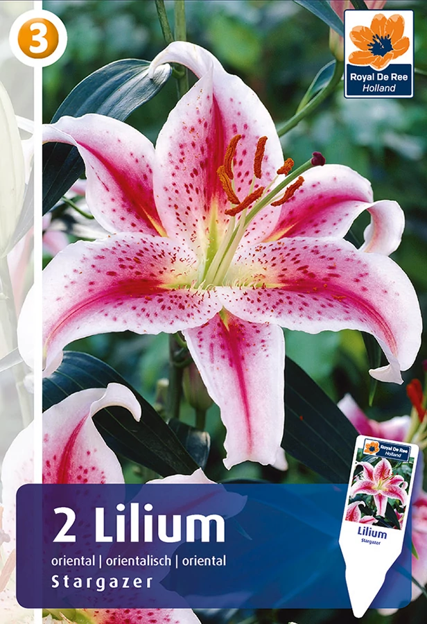 Liliom Oriental Hybrid Stargazer - ILLATOS!