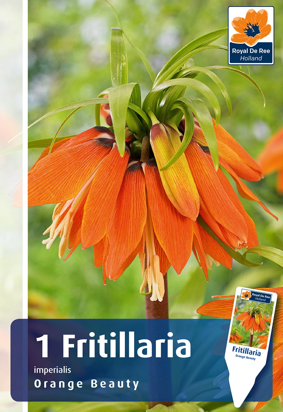 Fritillaria Imperialis Orange Beauty - VAKONDŰZŐ