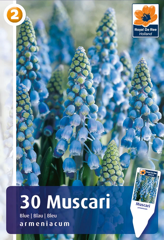 Örmény Gyöngyike - Muscari Armeniacum Blue