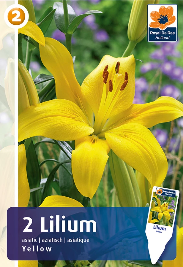 Liliom Asiatic Yellow