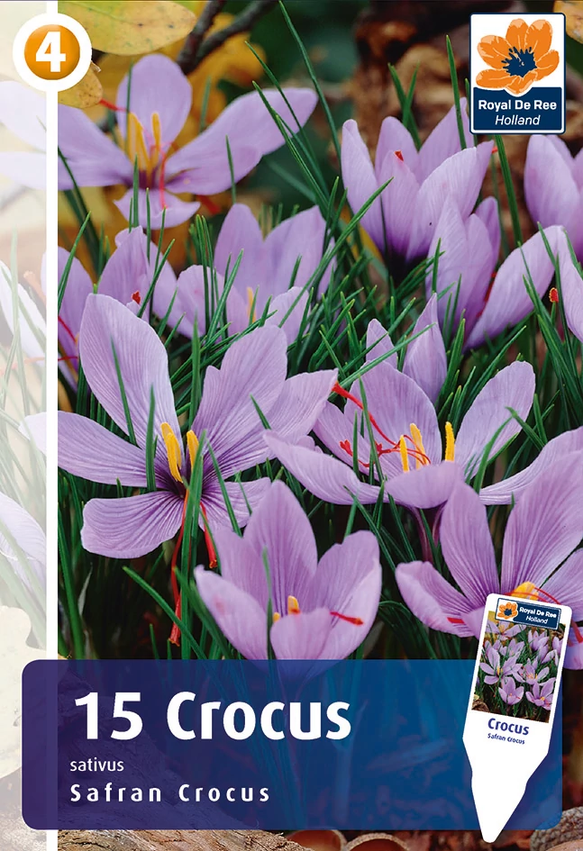 Sáfrány - Safran Crocus Sativus - ŐSSZEL VIRÁGZIK