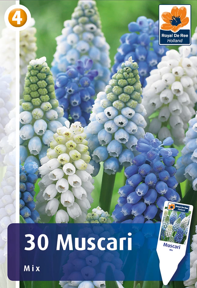 Örmény Gyöngyike - Muscari Mix