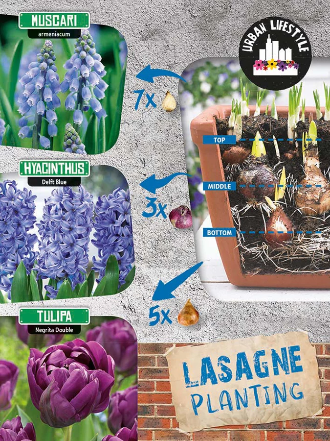 Lasagne Planting 'Blue Mix' - CSERÉPBE RÉTEGESEN ÜLTETHETŐ!