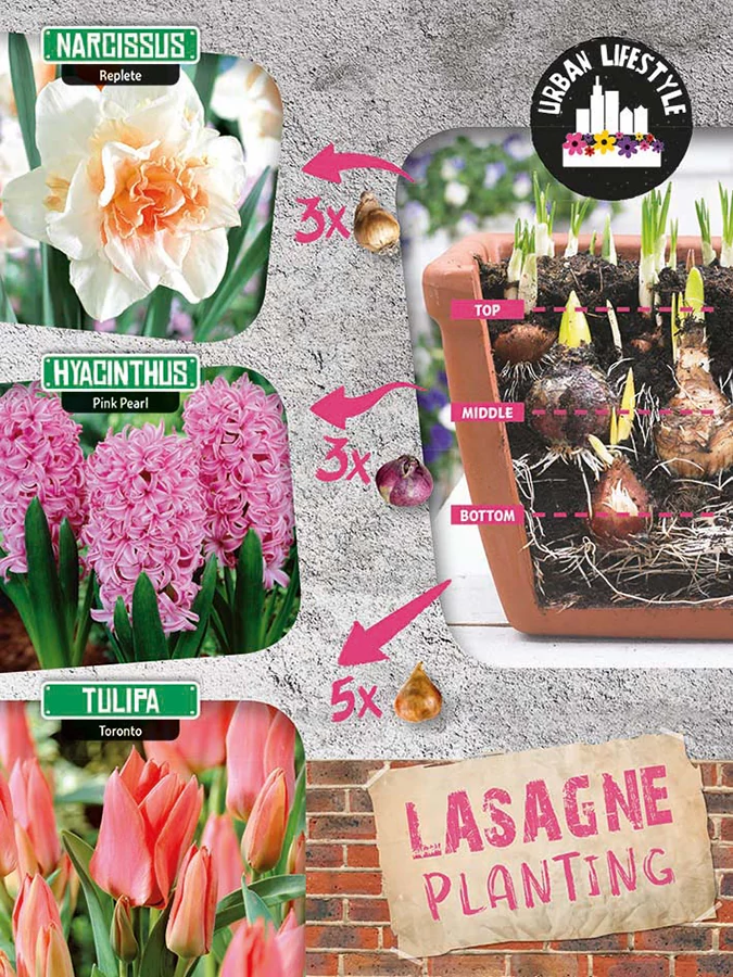 Lasagne Planting Pink