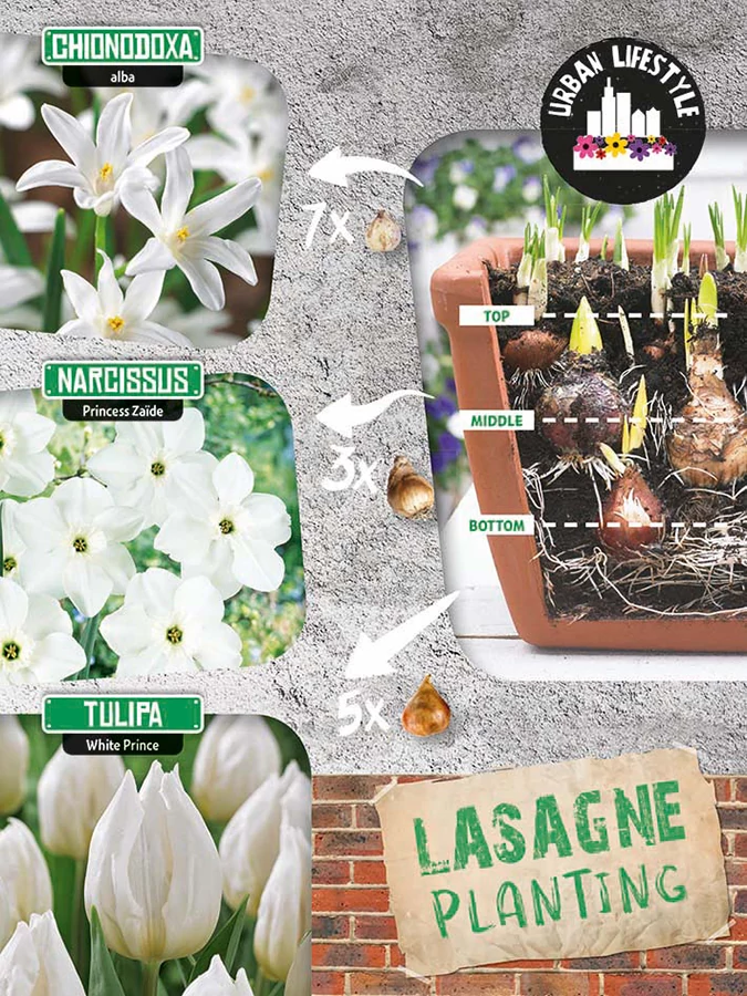 Lasagne Planting White