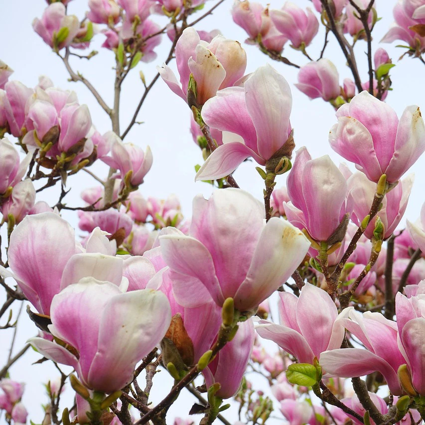Magnolia soulangea - Hibrid liliomfa 150/175