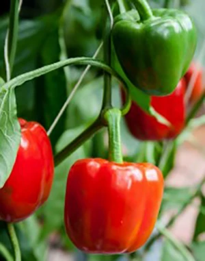 California Wonder - Kaliforniai PAPRIKA - ZKI