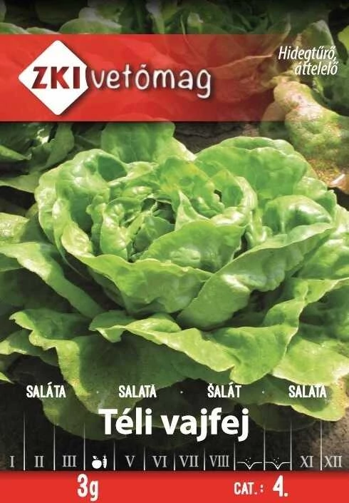 Saláta - Téli vajfej - ZKI